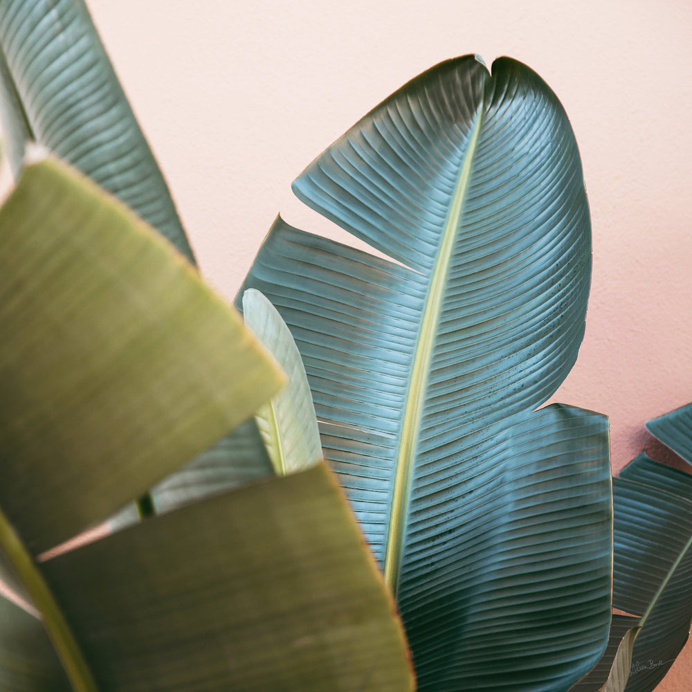 Tropic Pink #2