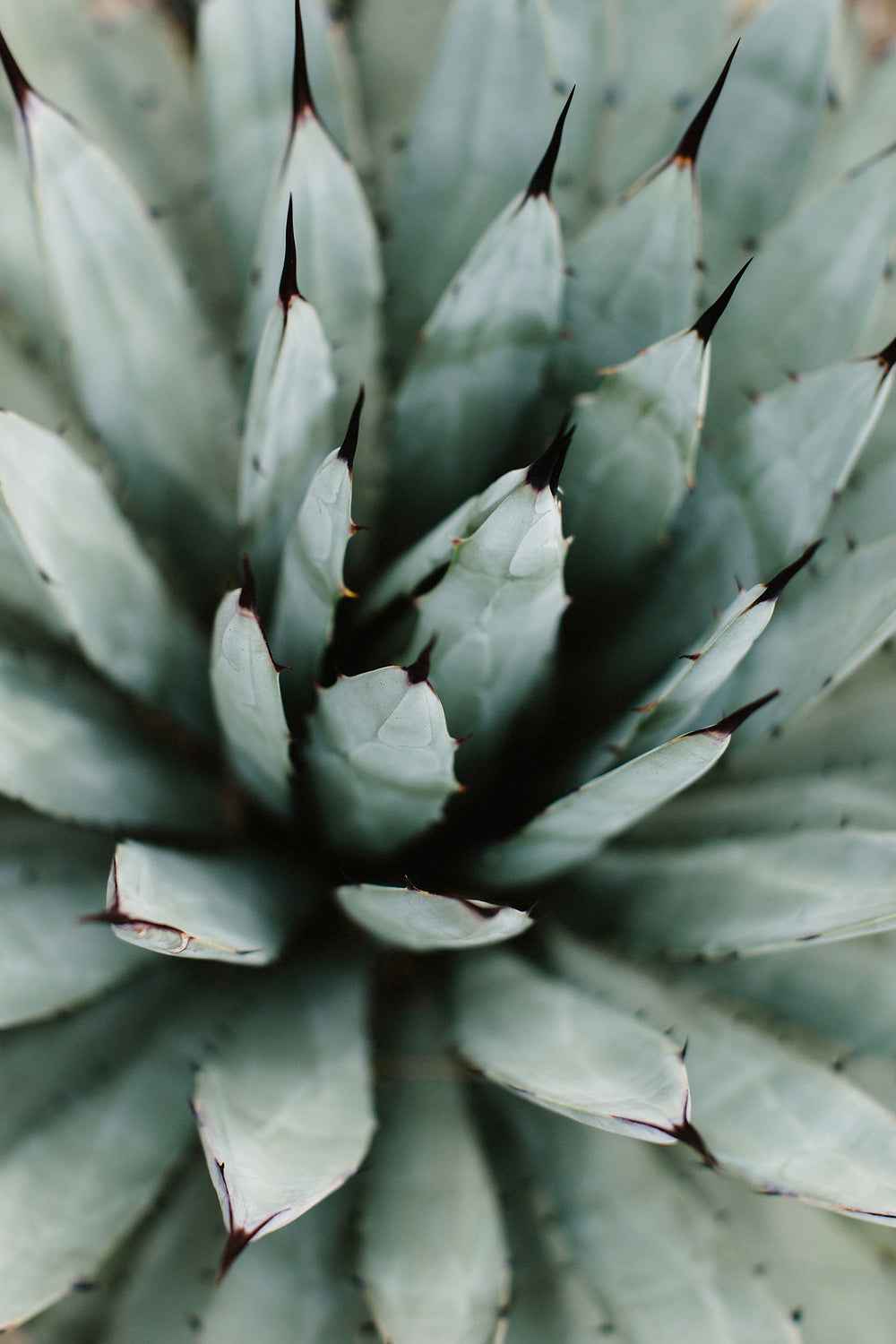 Succulent