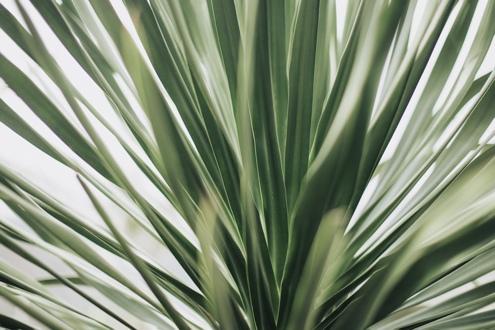 Botanical Breeze