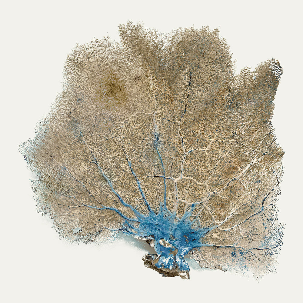 Blue Infusion I