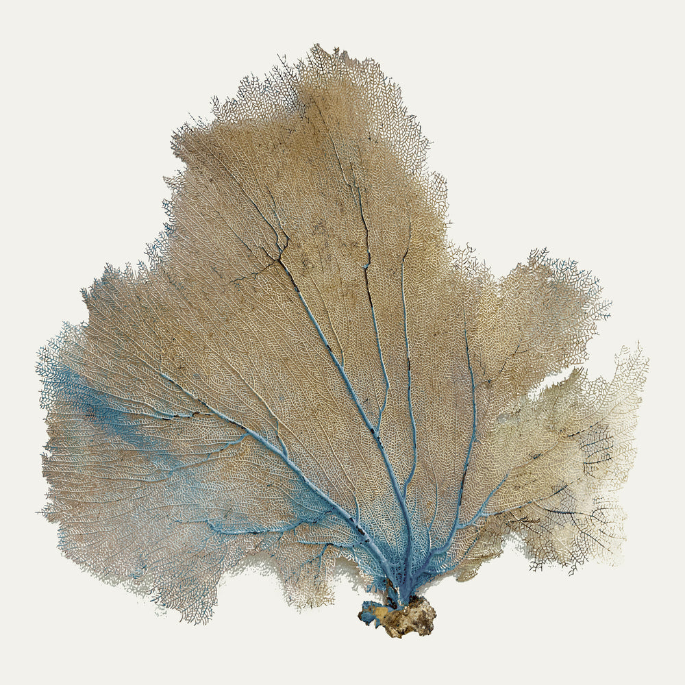Blue Infusion II