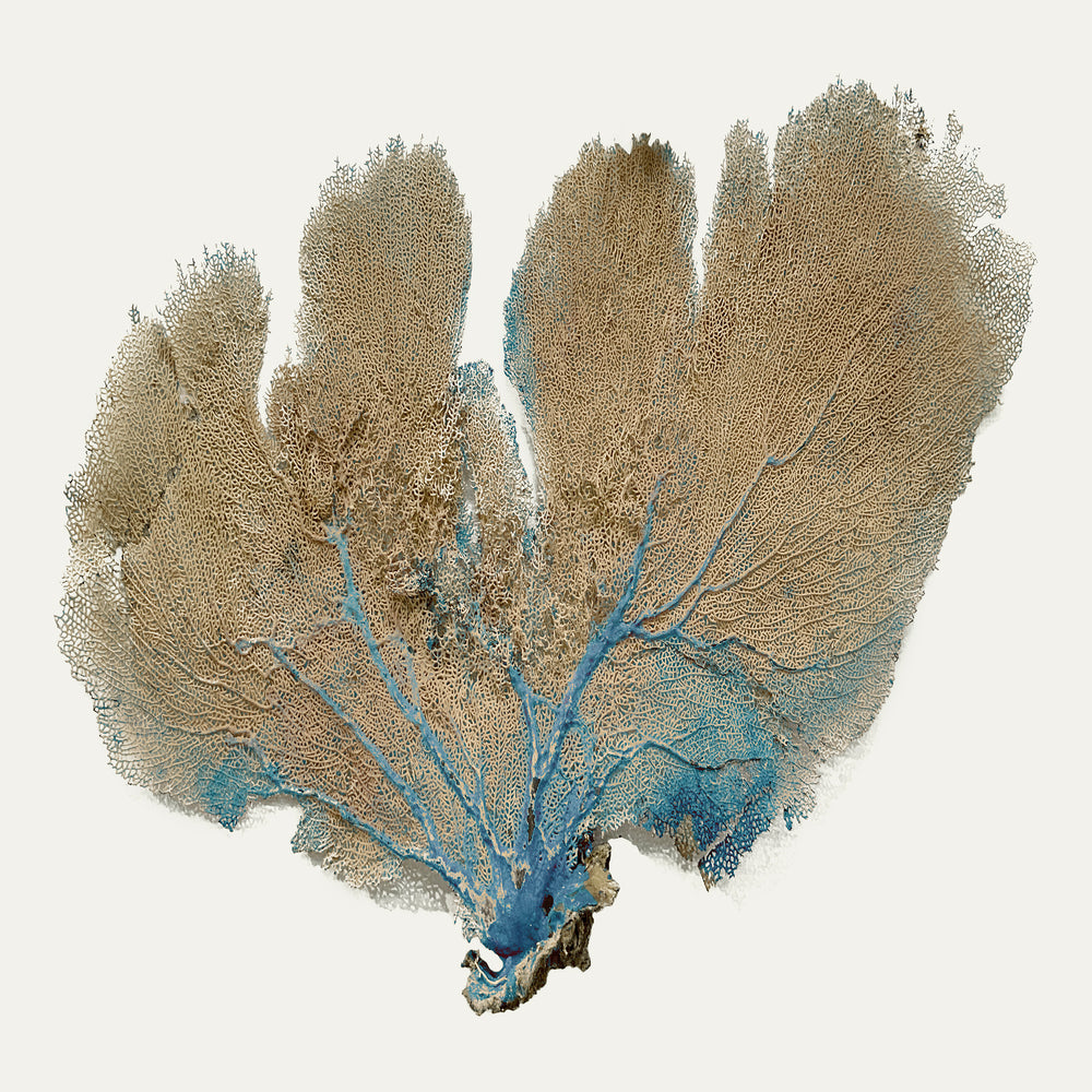 Blue Infusion III
