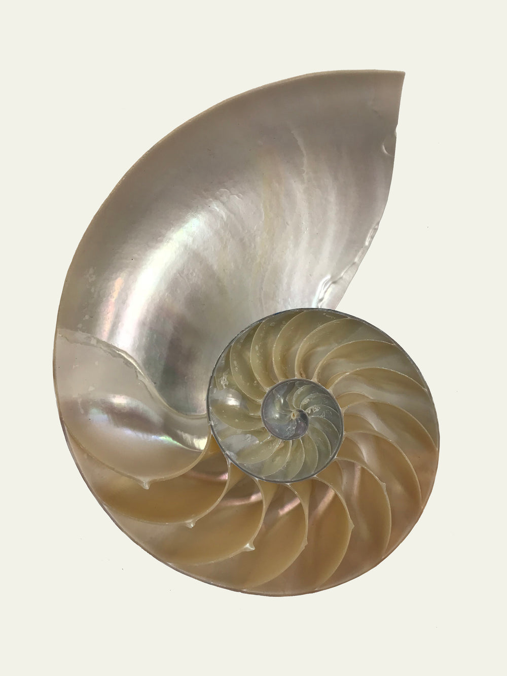Spira Mirabilis X