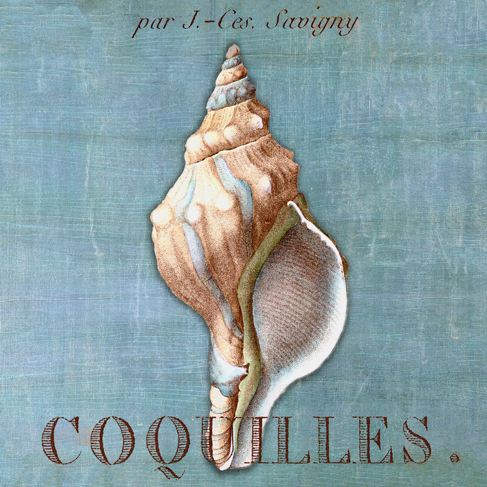 A Still Seashell I