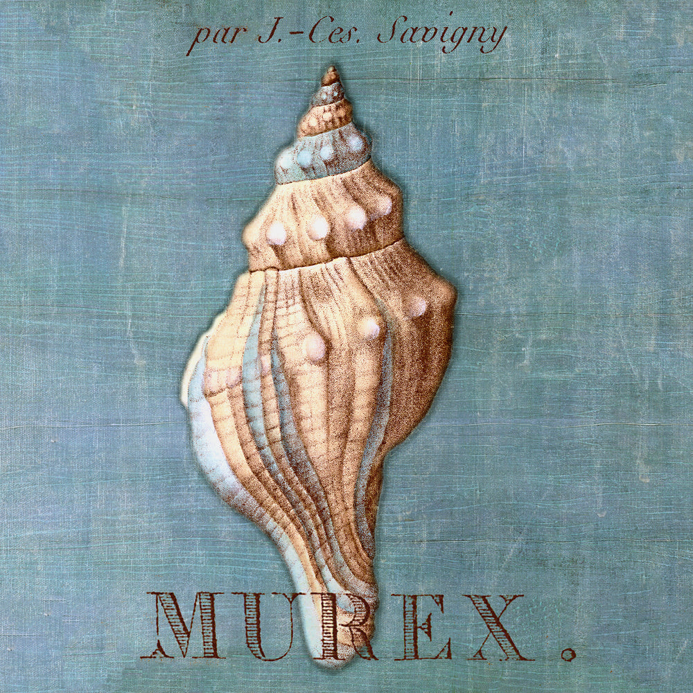 A Still Seashell II