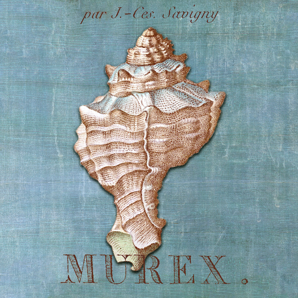 A Still Seashell III