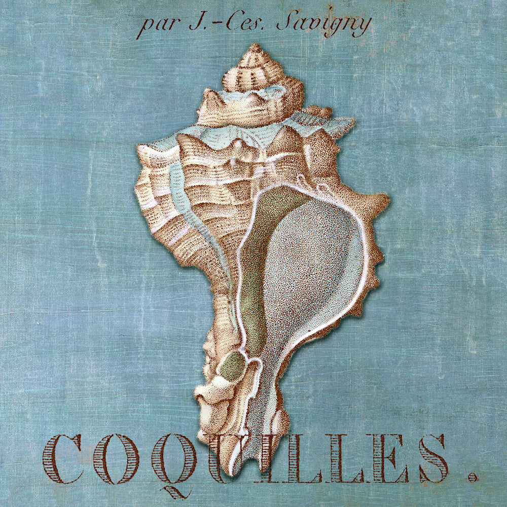 A Still Seashell IV