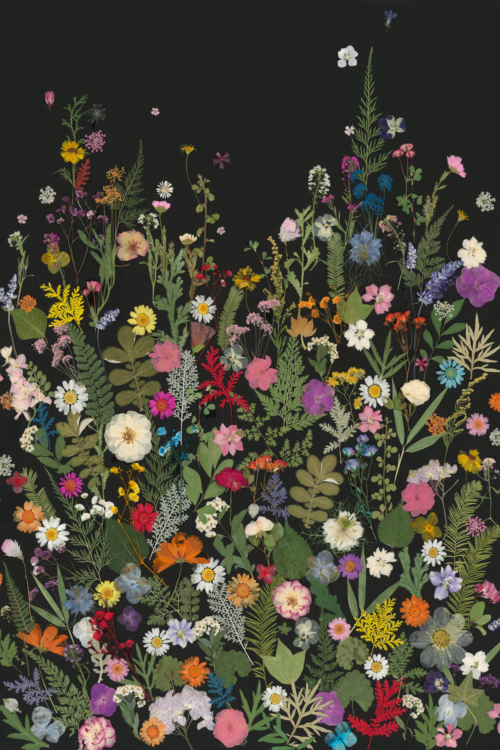 Night Scent I