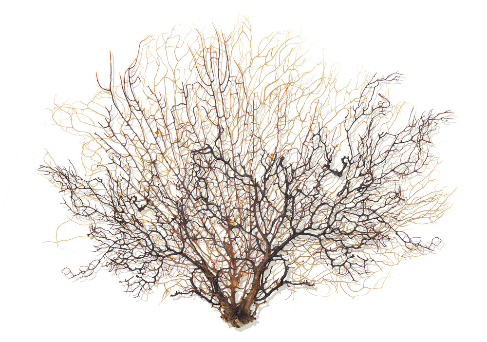 Ocean Branch I