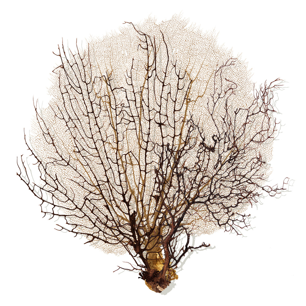 Ocean Branch II