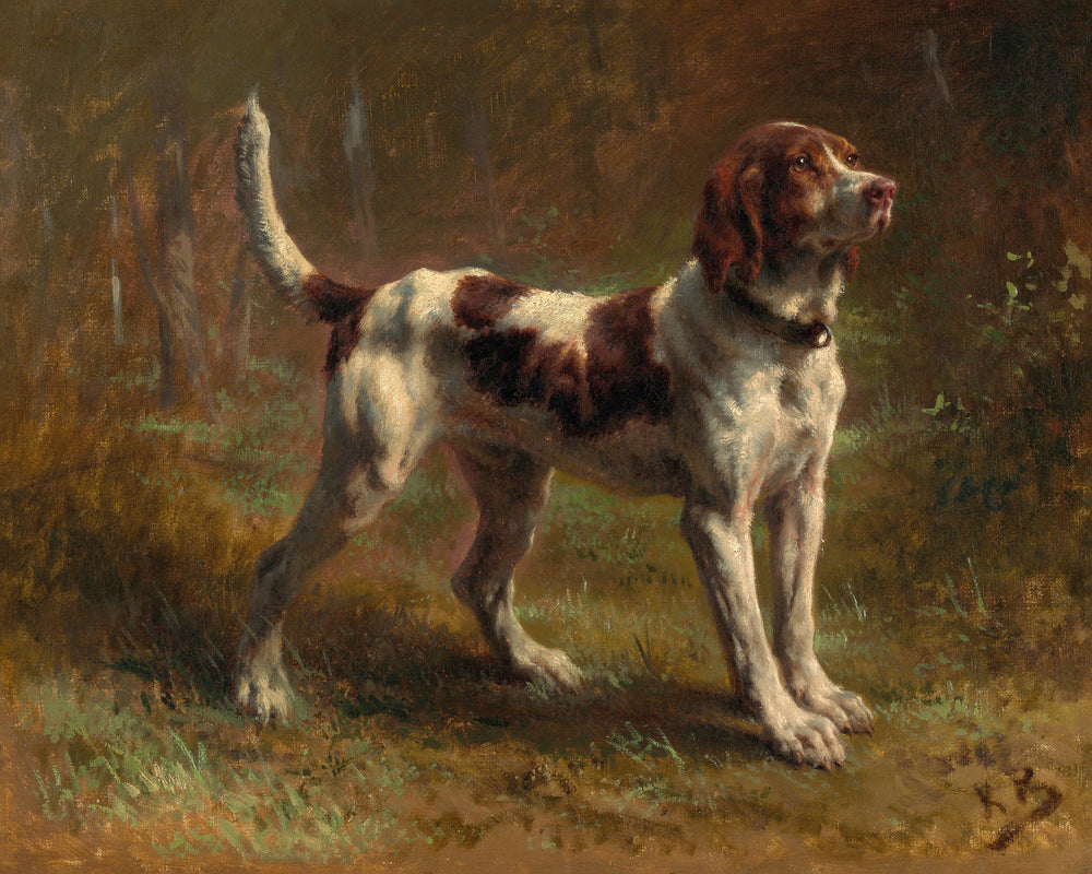 A Limier Briquet Hound