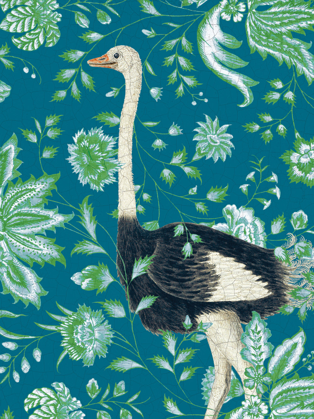 Wild Wonderland - Ostrich