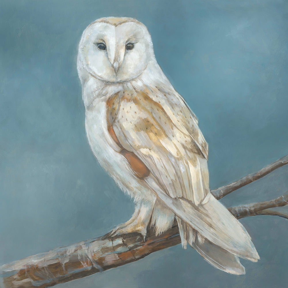 Barn Owl