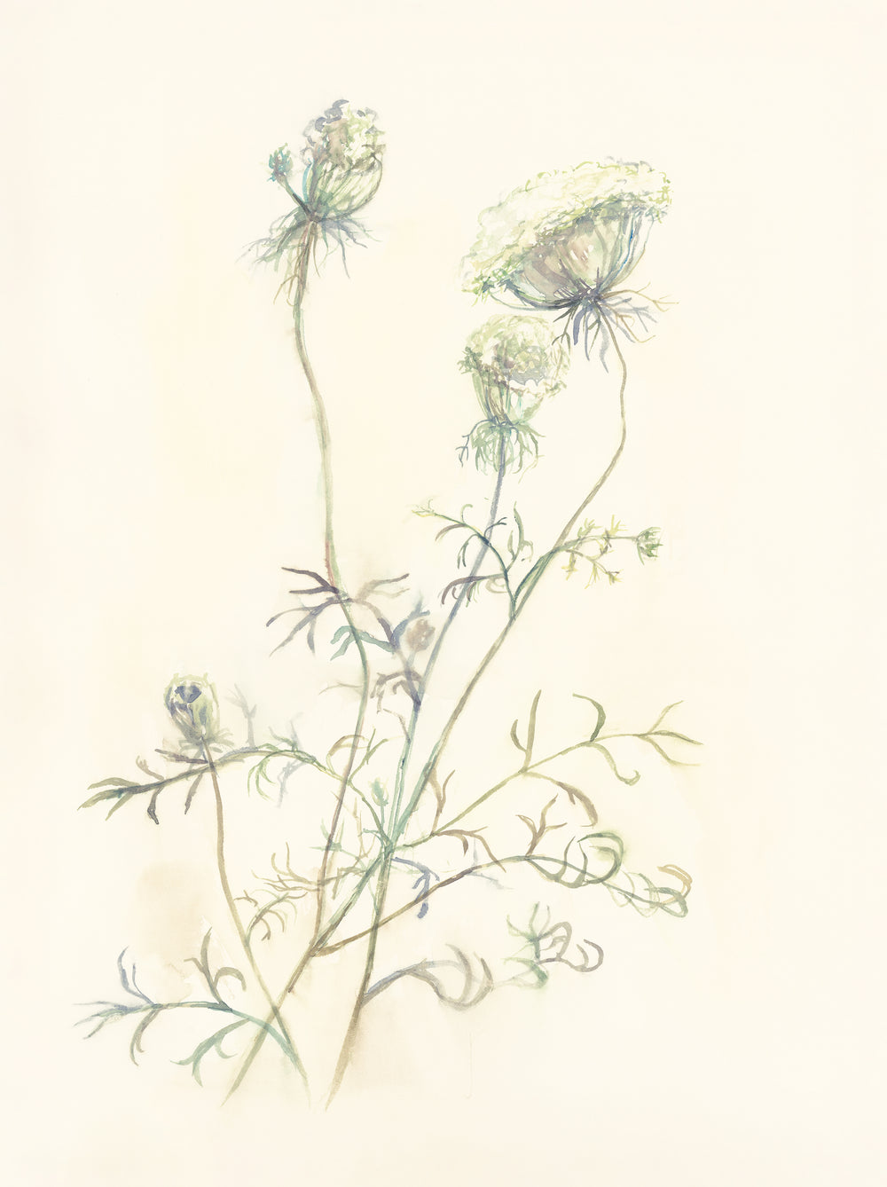 Secrets of the Meadow IV