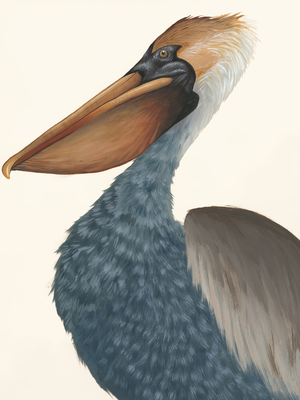 Drawn Pelican I