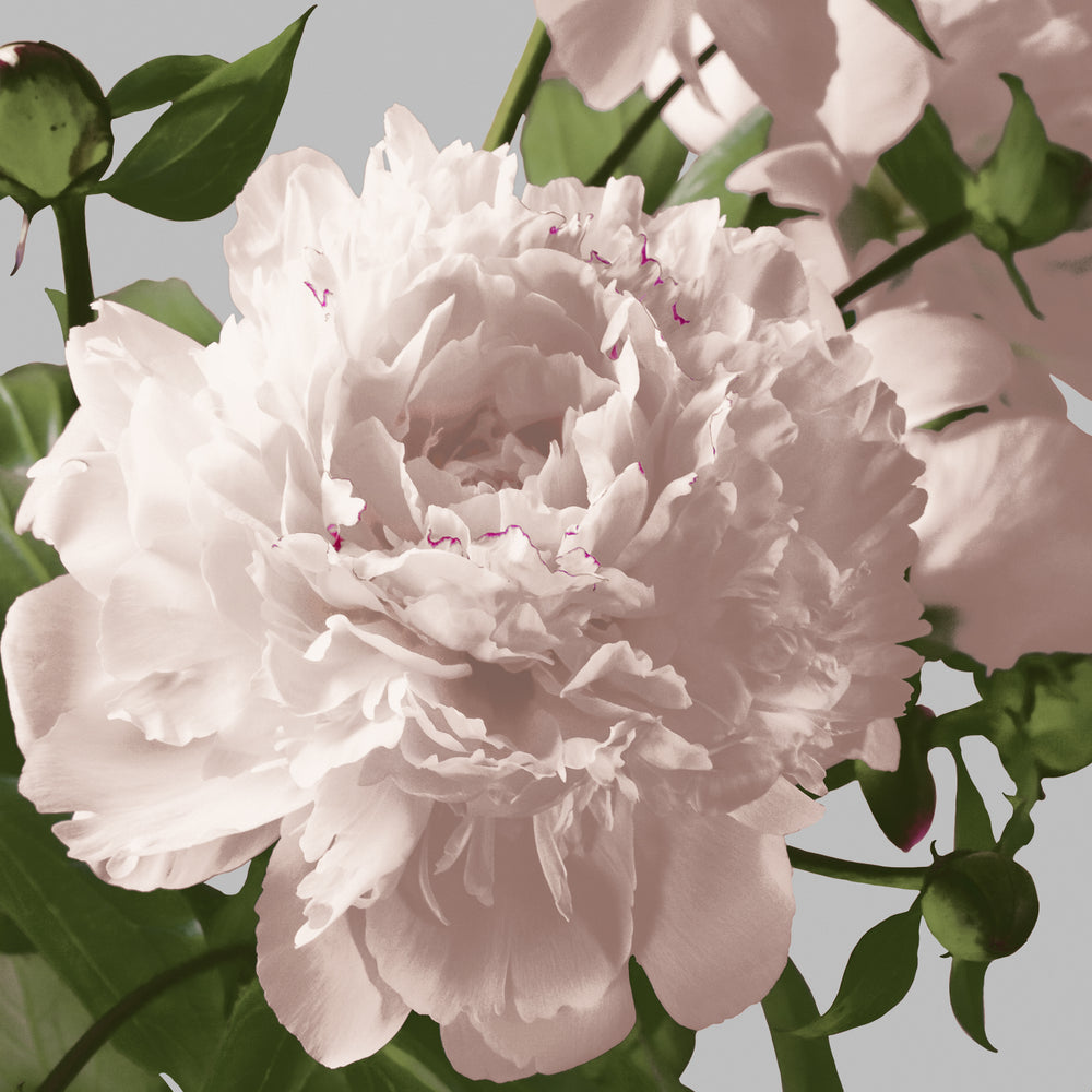 Vintage Florals C