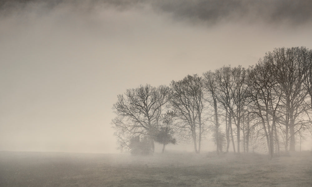 Morning Mist III