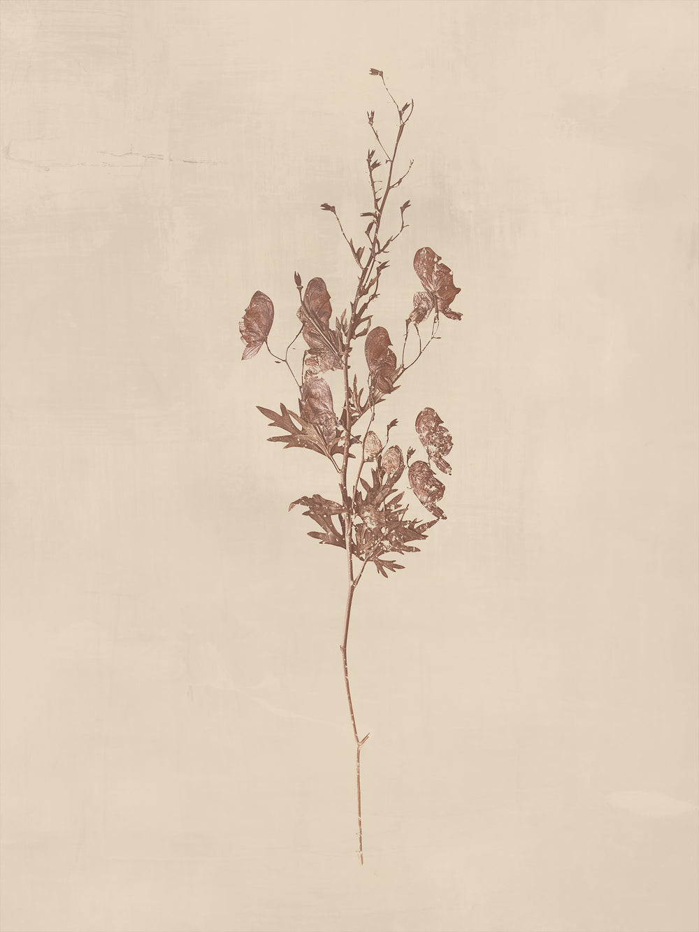 Floral II