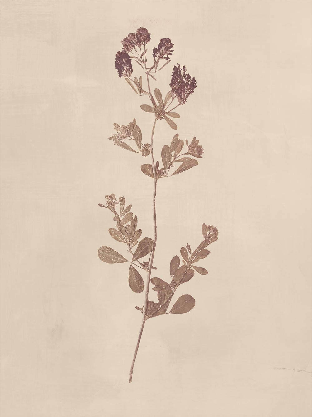 Floral III