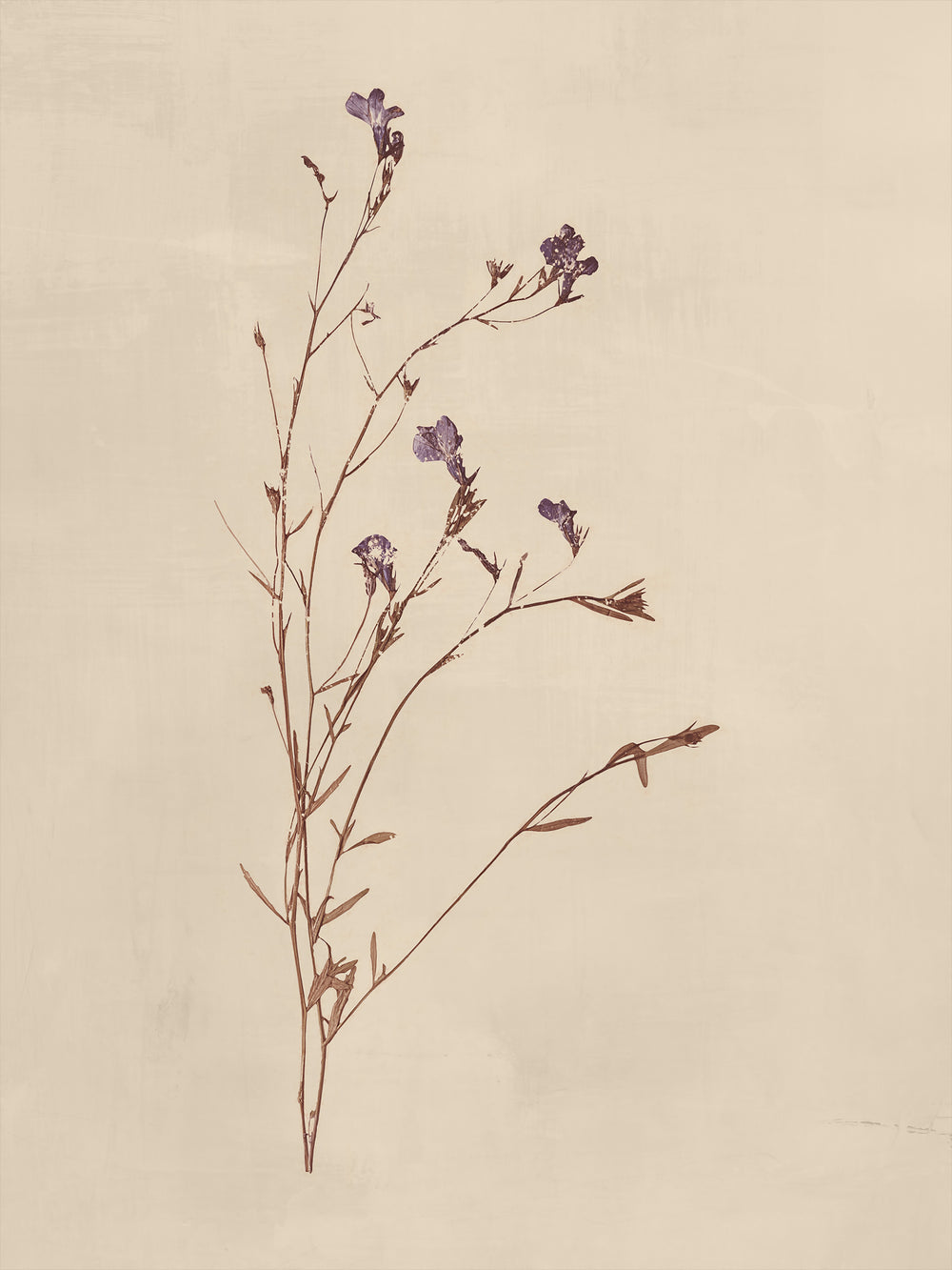 Floral IV