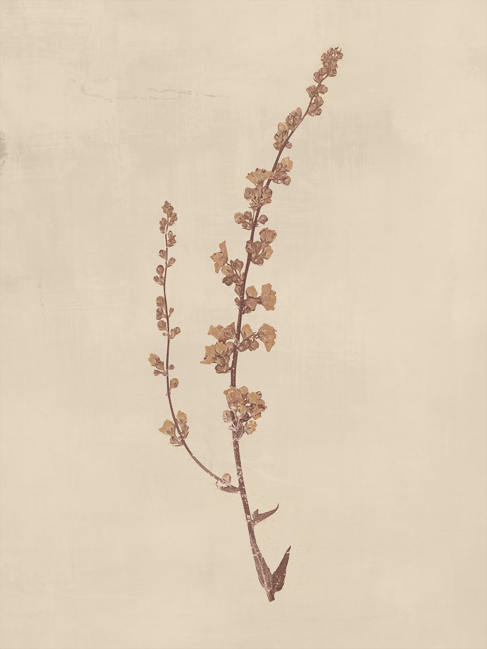 Floral V