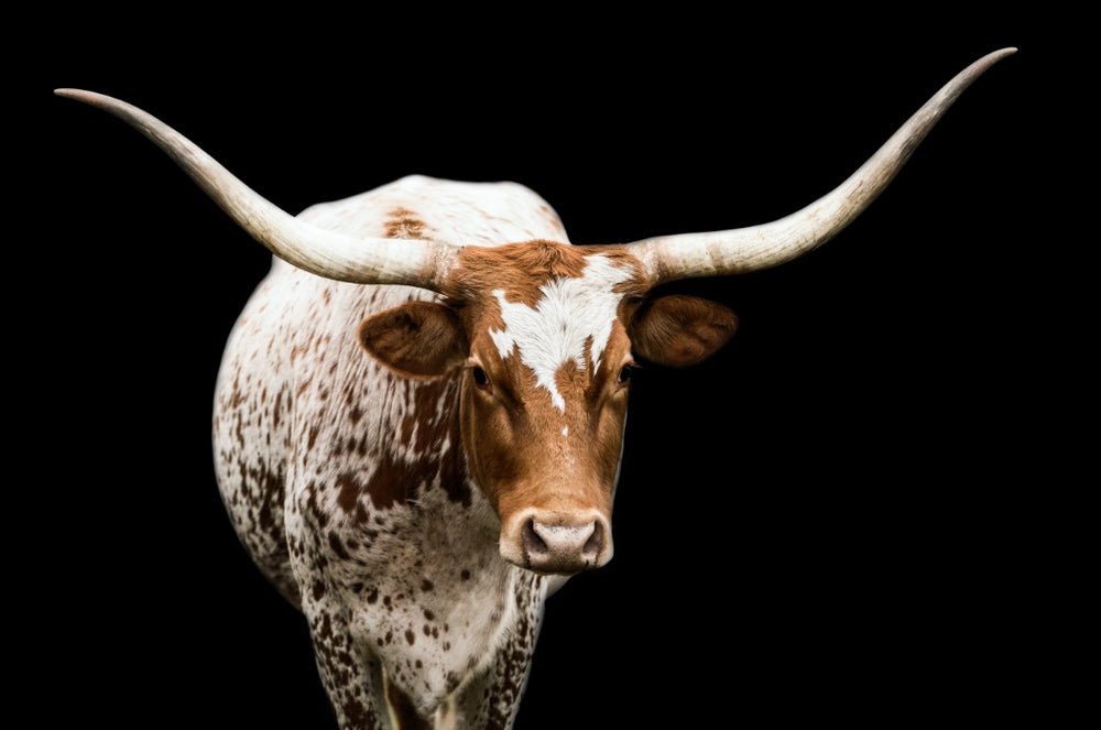 Longhorn 2