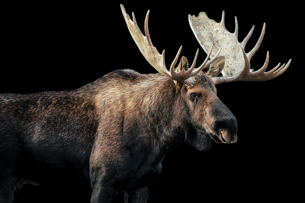 Bull Moose I