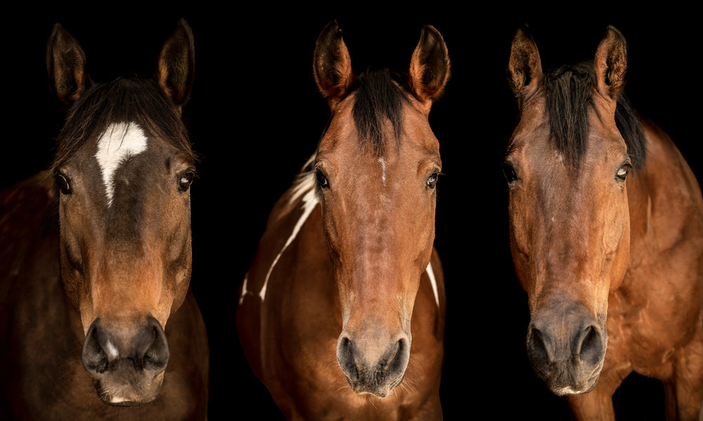 Horses in There