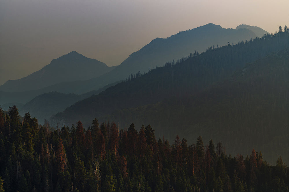 Above the Trees