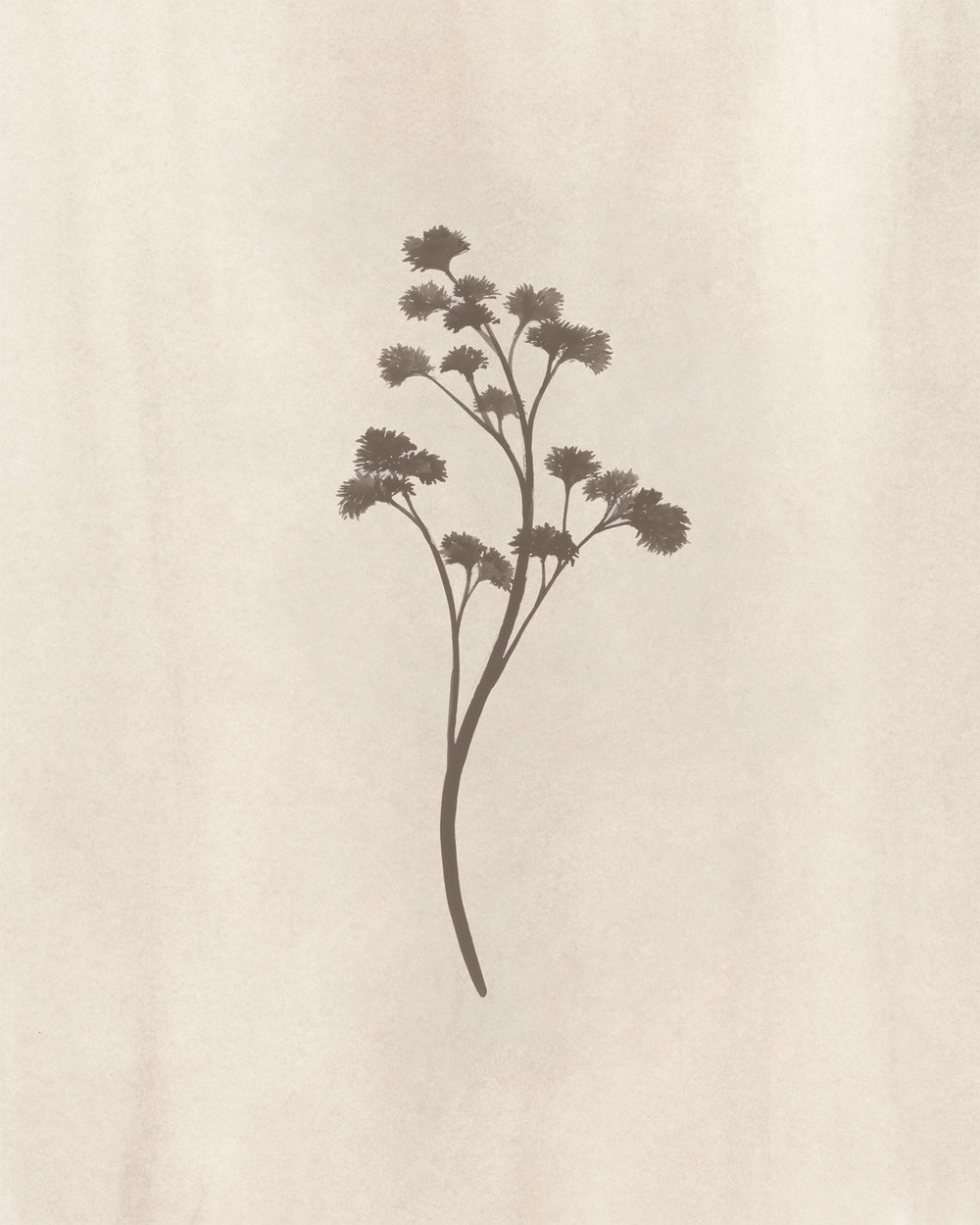 In Bloom II