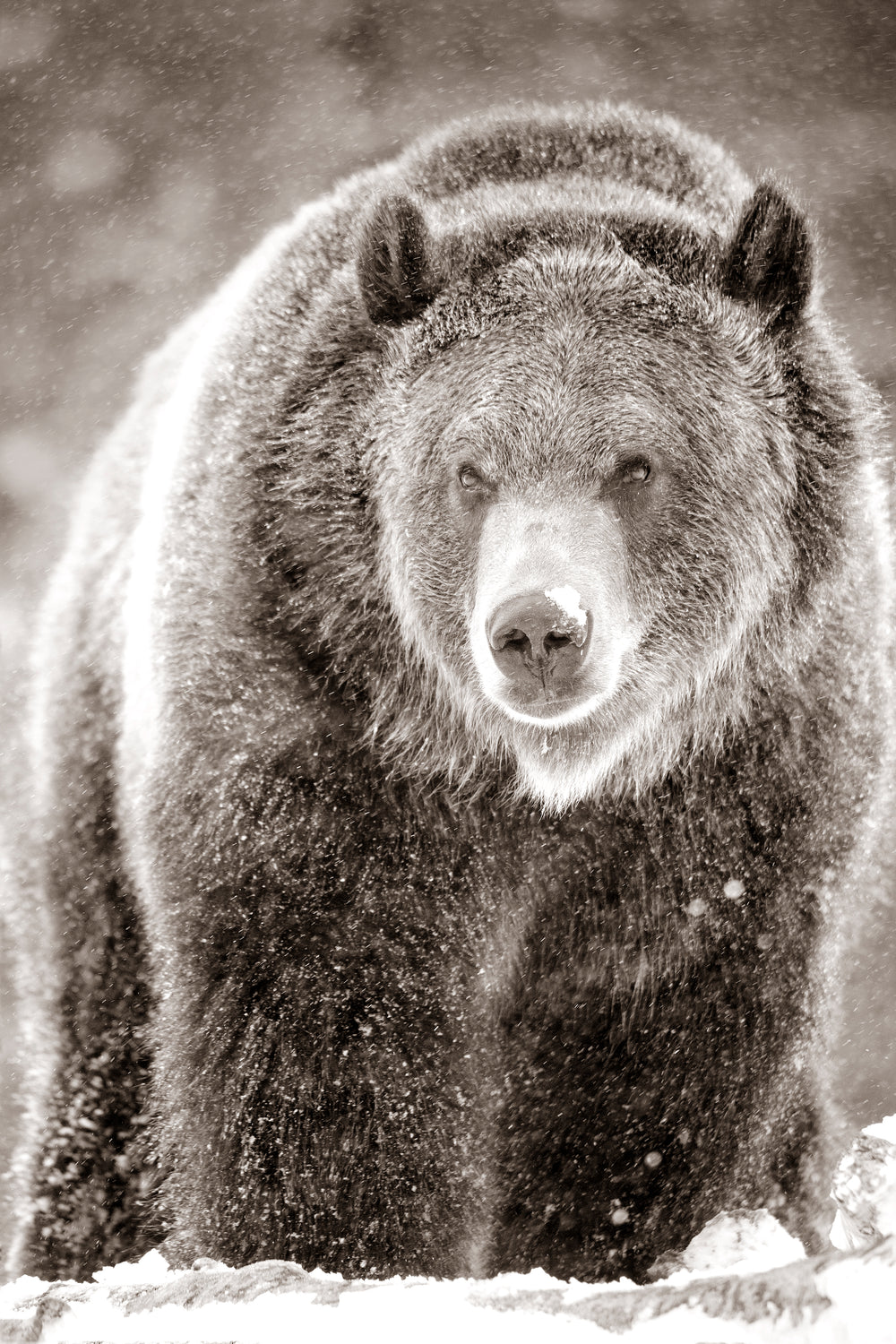 Snow Bear