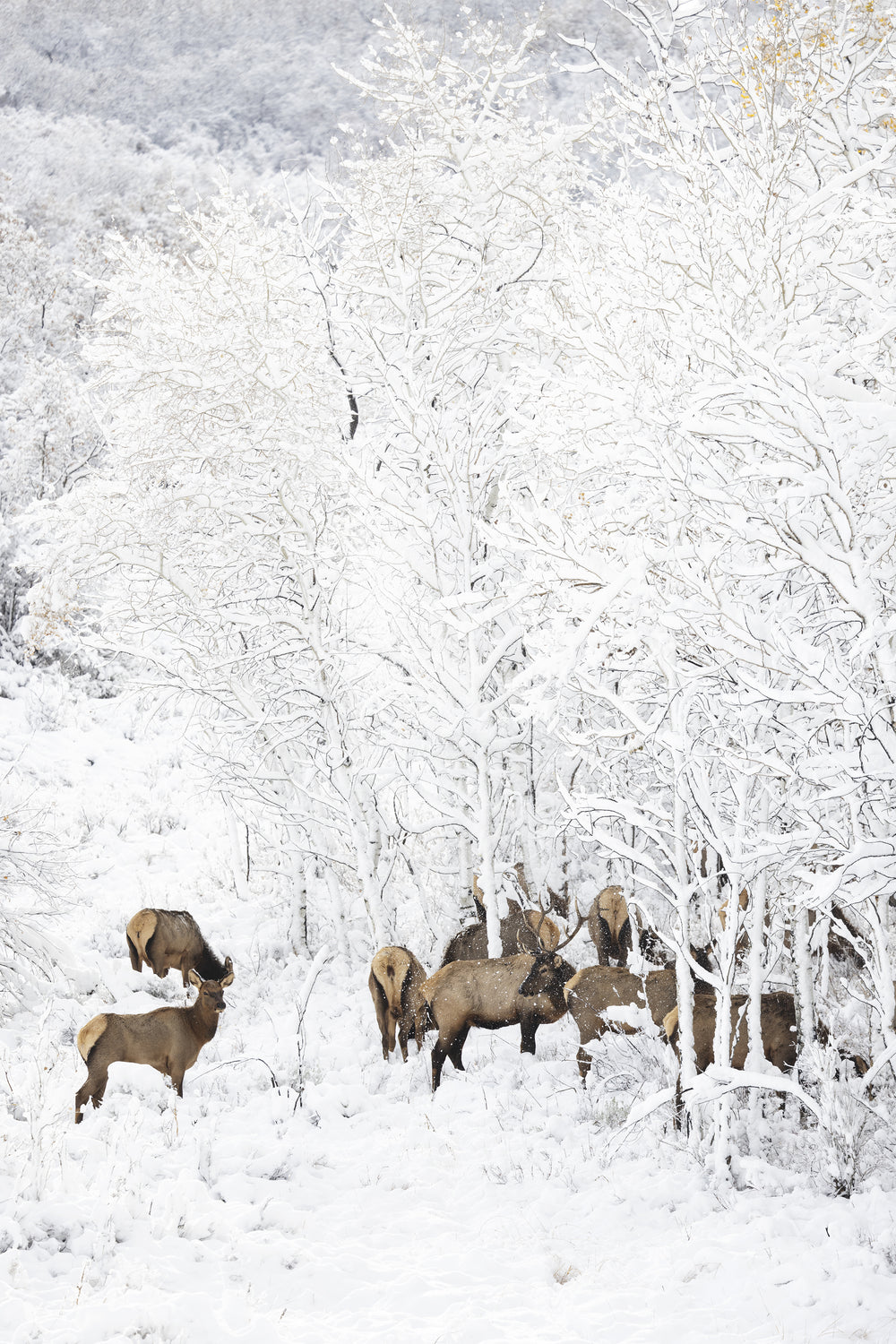 Morning among the Aspens