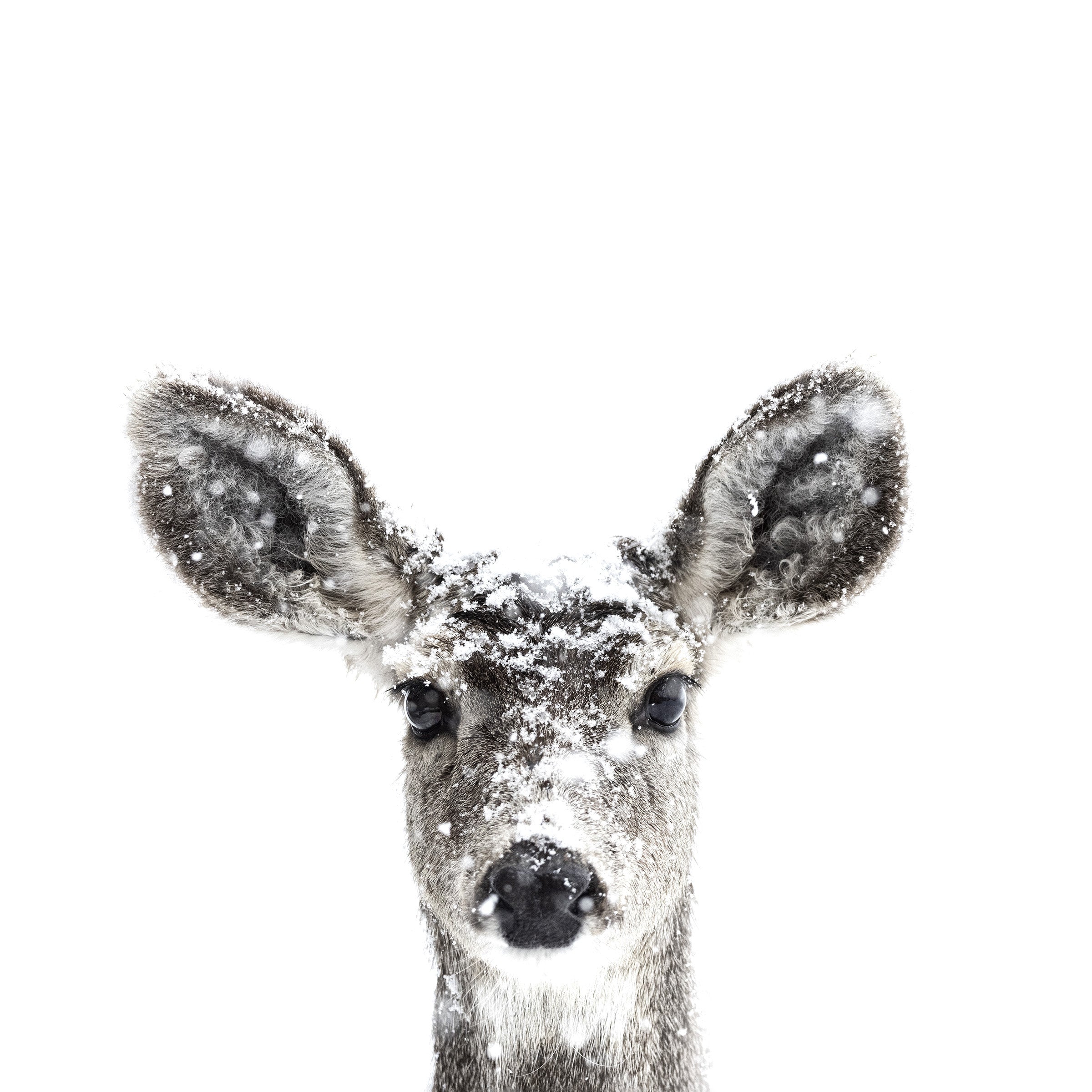 Dragable Image