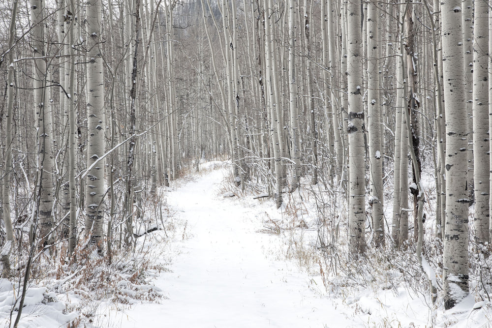 Quiet of the Morning-Guardsman Pass, UT