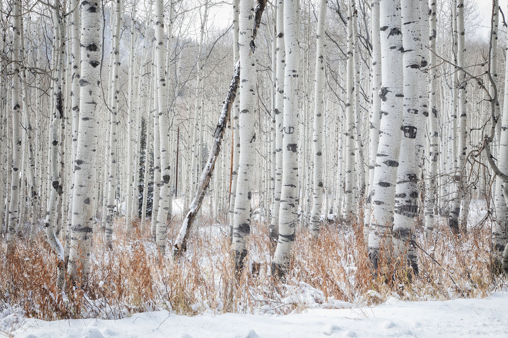 Snowy Aspens-Guardsman Pass, UT