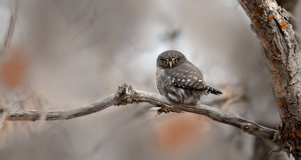 Northern Pygmy Owl