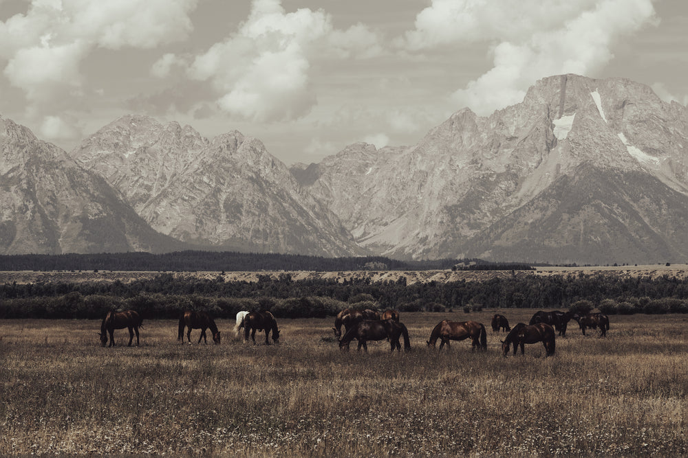Wild West Legends I