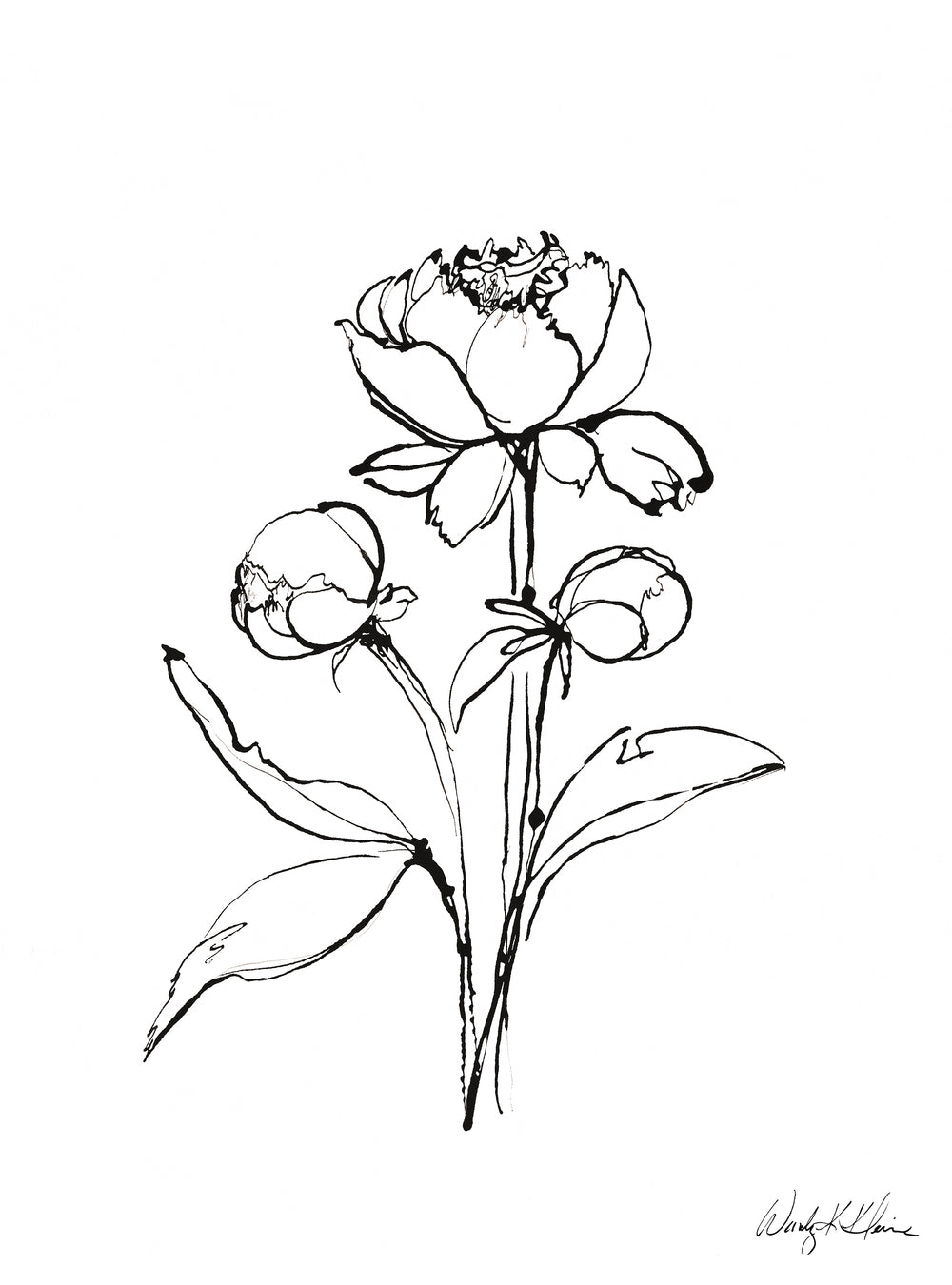 Peony Sketch IV